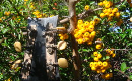 Kopoczek-Alfred-ALKO-2_006