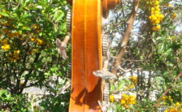 johanes-rubner1980-2-001