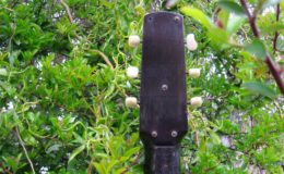 Cygańska Francuska (5)