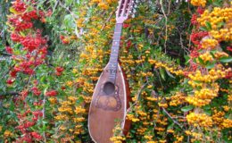 Ligyrofon mandolina (6)