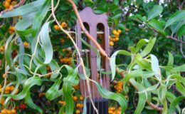 gitara secesyjna (6) – Kopia